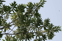 Elaeocarpus angustifolius